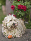 Havanese