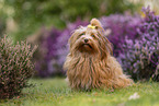 Havanese