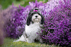 Havanese