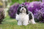 Havanese