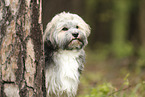 Havanese