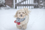 Havanese