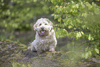 Havanese