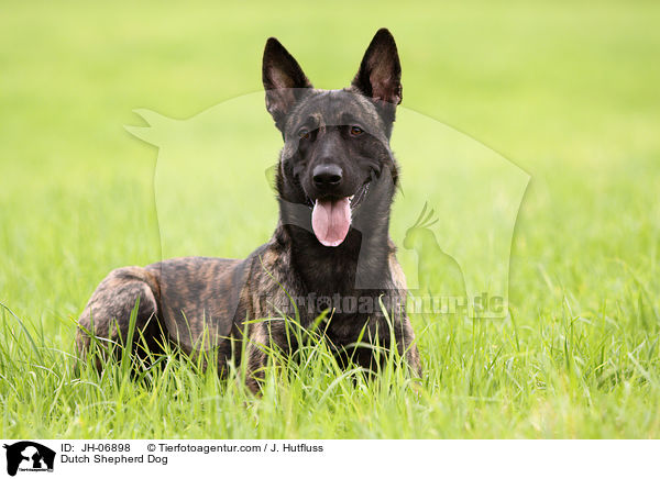 Dutch Shepherd Dog / JH-06898