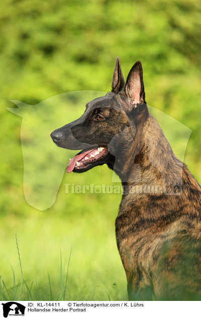 Hollandse Herder Portrait / Hollandse Herder Portrait / KL-14411