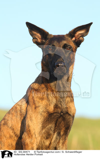 Hollandse Herder Portrait / Hollandse Herder Portrait / SS-38471