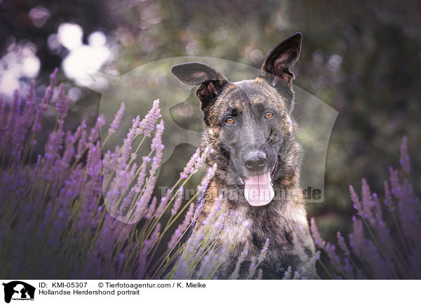 Hollndischer Schferhund Portrait / Hollandse Herdershond portrait / KMI-05307