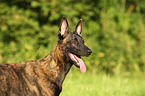 Hollandse Herder Portrait