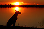 sitting Hollandse Herder