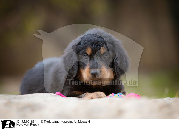 Hovawart Puppy / UM-01834
