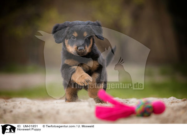 Hovawart Puppy / UM-01851