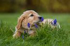 Hovawart puppy in the meadow