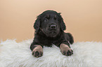 Hovawart puppy on sheepskin