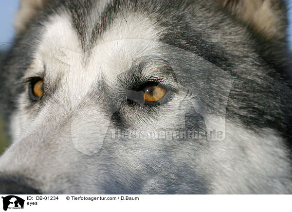 Siberian Husky Augen / eyes / DB-01234