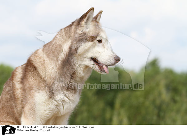 Sibirien Husky Portrait / Siberian Husky Portrait / DG-04547