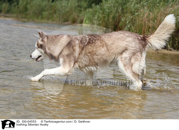badender Sibirien Husky / bathing Siberian Husky / DG-04553