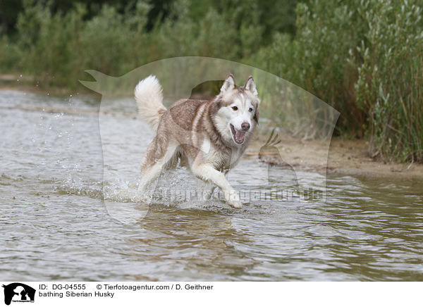 badender Sibirien Husky / bathing Siberian Husky / DG-04555