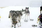 Siberian Huskies