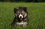 Siberian Husky puppy