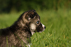 Siberian Husky puppy portrait