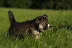 running Siberian Husky puppy