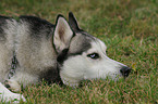 Sibirian Husky