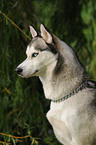 Sibirian Husky Portrait