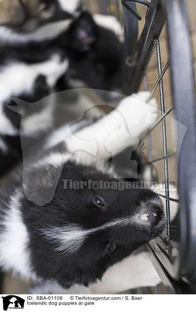 Islandhund Welpen am Tor / Icelandic dog puppies at gate / SBA-01108