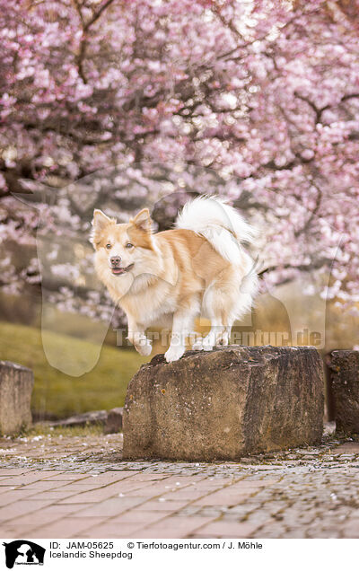 Islandhund / Icelandic Sheepdog / JAM-05625