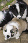 Icelandic Dogs