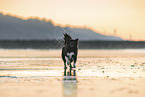 Icelandic Sheepdog at the beach