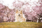 Icelandic Sheepdog