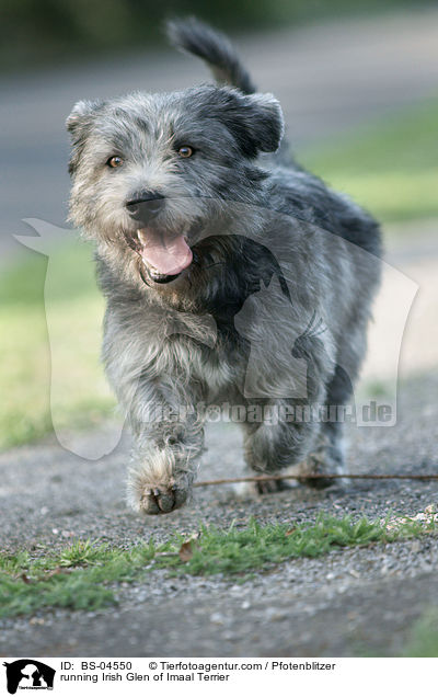 running Irish Glen of Imaal Terrier / BS-04550