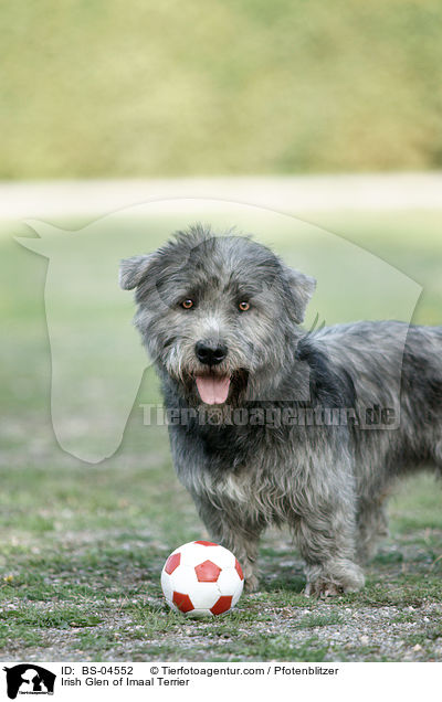 Irish Glen of Imaal Terrier / BS-04552