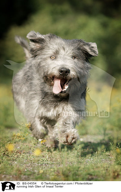 running Irish Glen of Imaal Terrier / BS-04554