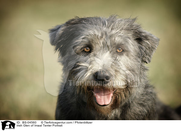 Irish Glen of Imaal Terrier Portrait / BS-04560