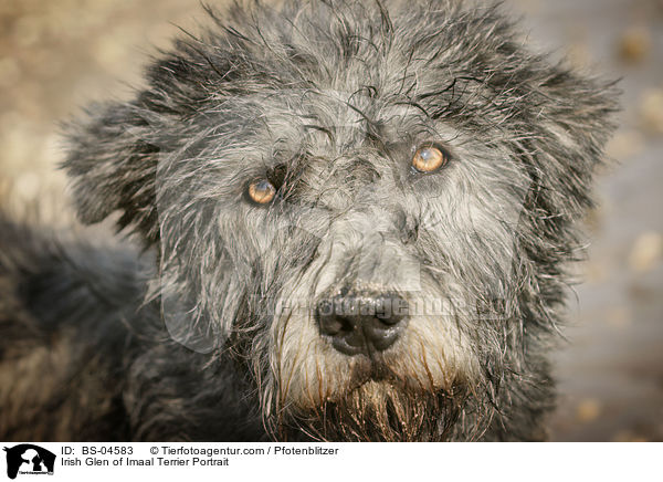 Irish Glen of Imaal Terrier Portrait / BS-04583