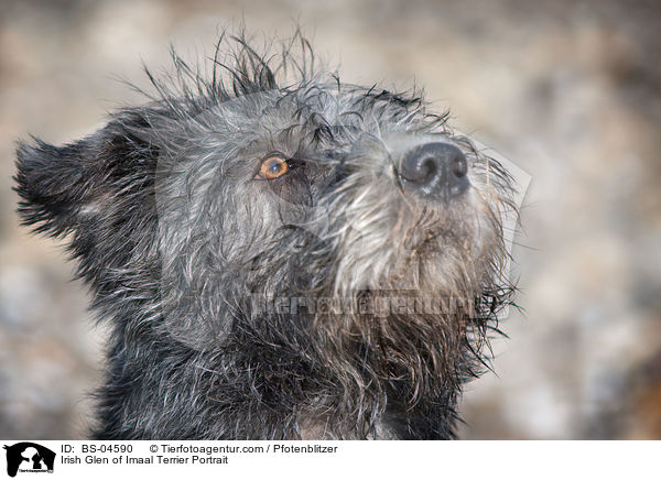 Irish Glen of Imaal Terrier Portrait / BS-04590