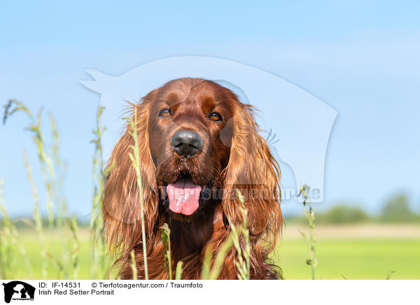 Irish Red Setter Portrait / Irish Red Setter Portrait / IF-14531
