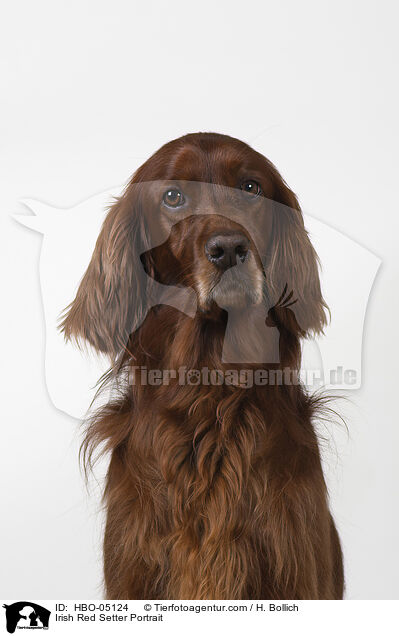 Irish Red Setter Portrait / Irish Red Setter Portrait / HBO-05124