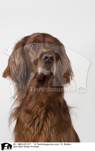 Irish Red Setter Portrait / Irish Red Setter Portrait / HBO-05127