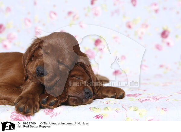 Irish Red Setter Welpen / Irish Red Setter Puppies / JH-28700