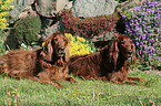 Irish Red Setter