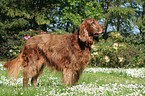 Irish Red Setter