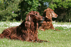 Irish Red Setter