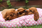 Irish Red Setter Puppies