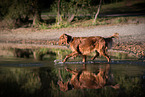 walking Irish Red Setter