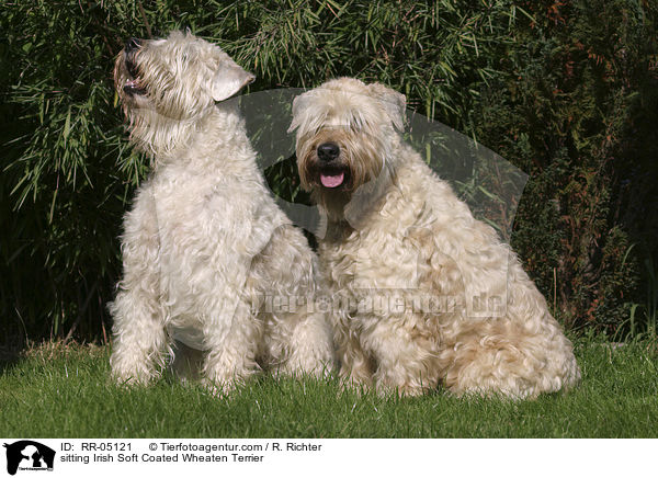 sitzende / sitting Irish Soft Coated Wheaten Terrier / RR-05121