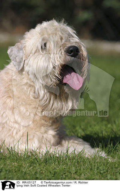 liegender / lying Irish Soft Coated Wheaten Terrier / RR-05127