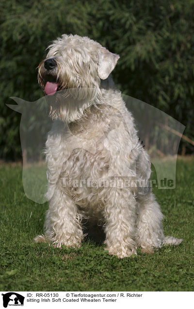 sitzender / sitting Irish Soft Coated Wheaten Terrier / RR-05130